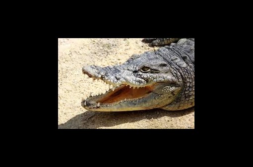 Krokodýlí zoo-krmení