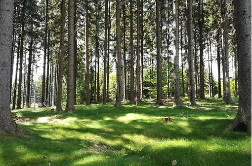 Lesy neznačeně z Dobřichovic do Řevnic