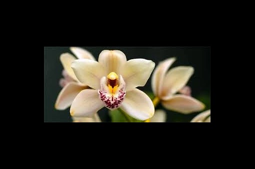 Prodejní výstava orchidejí-zahradnictví Chládek