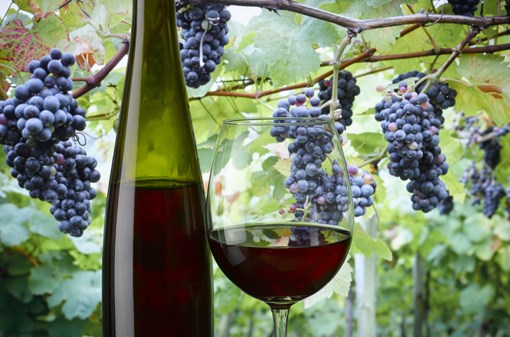 Vinobraní na vinici Máchalka