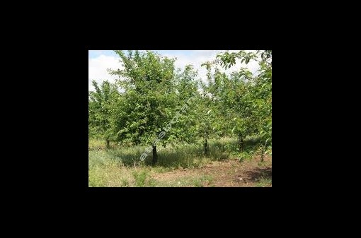 Workshop – Jak správně zasadit ovocný strom