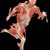 The Human Body exhibition