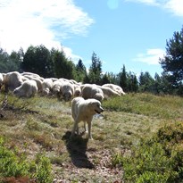Ráno nás překvapilo stádo ovcí
