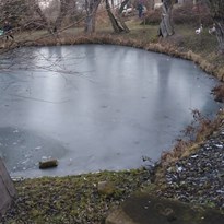 Malí "pštrosi" u rybníka 