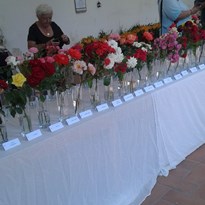 5 - výstava růží