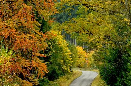 Celodenní výlet podzimními lesy Křivoklátska a Rakovnicka snad s houbařením