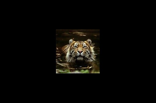 Lednová zoo - kotě tygra sumaterského se představuje
