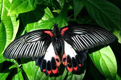 Motýli ve Fata Morganě