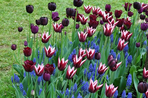 Tulipány v Průhonickém parku