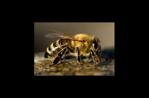 Včelařské povídání pro každého