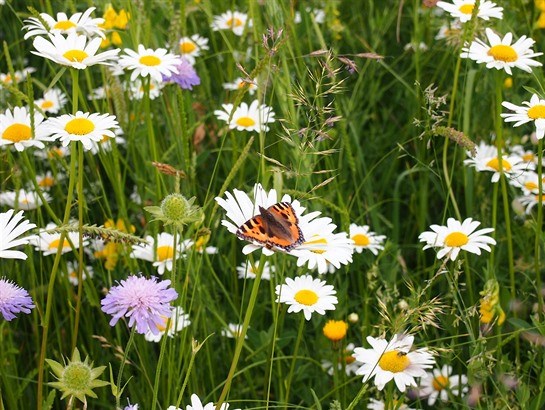 daisy seznamovací služba
