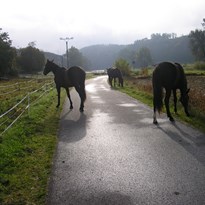 3 koně přes cestu