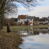 14 - Na vodou zalitých polích se usídlila labuť.