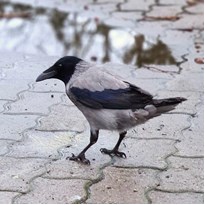 Vrána šedá (Corvus cornix)