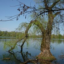 Vrba na jezeře Poděbrady