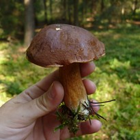 První houba!!!