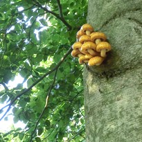 15 - Pro změnu houby vysoko na stromě na kopci nad jezerem