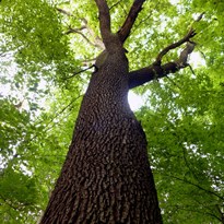 5 - mohutný dub s kontrolou u kořenů