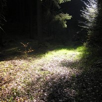 Sluníčkové očko do temného lesa :)