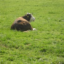 30 - býček žvýká trávu a relaxuje