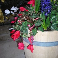 V kostele měli zvadlé umělé kytky - nechápu :-)