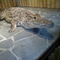 samice krokodýla kubánského