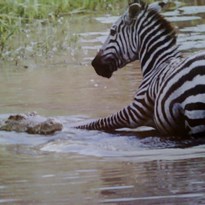 18 - Útok krokodýla na zebru nebyl tentokrát úspěšný. Zranění však bylo natolik vážné, že se zřejmě stala obětí jiného predátora.