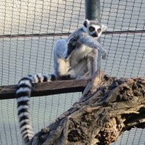 6 - Lemur kata