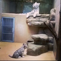 16 - Bílí tygři 
