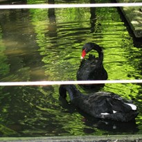 Černé labutě