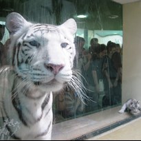 15 - Bílí tygři 