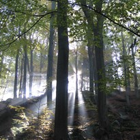 Paprsky slunce v bukovém lese