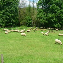 Ovce..stovky ovcí...a malá jehňata....bečení se rozléhalo do kraje..