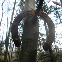 Má teorie, že archeologické nálezy je třeba také hledat na stromech, byla potvrzena nálezem podkovy na větvi stromu.