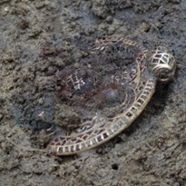 11 - Na žádost organizátora, že archeologické nálezy se nesbírají, ale pouze fotodokumentují, jsem tedy vyfotil nález štítu z doby bronzové a nechal ho tam.