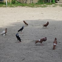 "Dobrý den, to jsou holubi?" "Dobrý den, to jsou papoušci" :-))