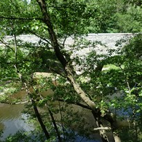 Kamenný most schovaný za stromy