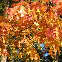 ještě barevnější podzimní Brdy