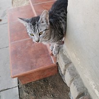 Kočička nás potkala hned v Choceradech a chtěla s námi na výlet 