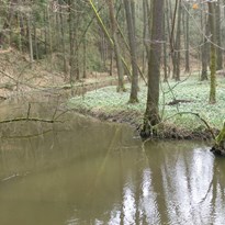 Robečský potok s břehy posetými bílými kvítky