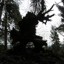 18 - vyvrácený strom i s kořenama