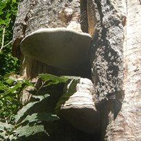25 - Choroš na stromě, houba č. 4