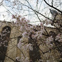 3 - Kolem dokola kostela kvetly třešně ostošest