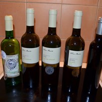 úlovek zleva: Rulandské šedé, Chardonay, Ryzlink rýnský, Pálava, fortifikované červené.