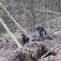 9 - podlézáme obrovské vyvrácené stromy