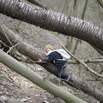 a pozor, koala medvídkovitý!