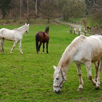 Koně v obci Stranné