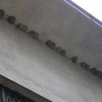 Hnízda ptáčků na nádraží v Berouně. Asi vlašťovky či jiřičky.