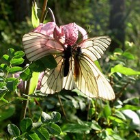motýl a motýlice