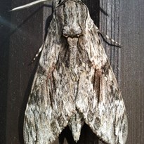 Motýl - můra